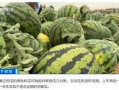 瓜老师,开启人生新篇章